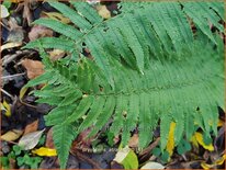 Dryopteris atrata