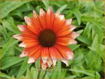 Echinacea purpurea &#39;Flamingo&#39;