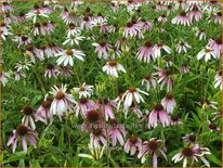 Echinacea purpurea &#39;JS Engeltje&#39;