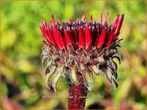 Echinacea purpurea &#39;JS Stiletto&#39;