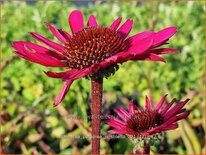 Echinacea purpurea &#39;JS Stiletto&#39;