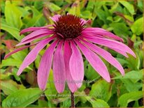 Echinacea purpurea &#39;Leuchtstern&#39;