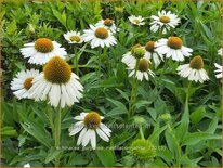 Echinacea purpurea &#39;Meditation White&#39;