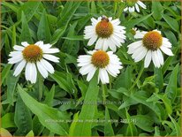 Echinacea purpurea &#39;Meditation White&#39;