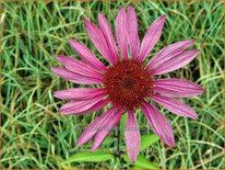 Echinacea purpurea &#39;Merlot&#39;