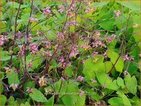 Epimedium cantabrigiense