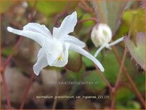 Epimedium grandiflorum var. higoense