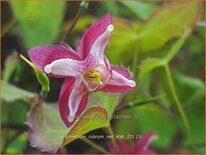 Epimedium rubrum &#39;Red Star&#39;