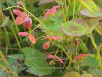 Epimedium warleyense