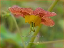 Epimedium warleyense