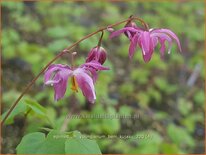 Epimedium youngianum &#39;Beni-kujaku&#39;