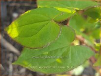 Epimedium youngianum &#39;Beni-kujaku&#39;