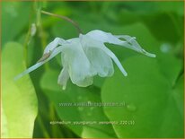 Epimedium youngianum &#39;Yenomoto&#39;