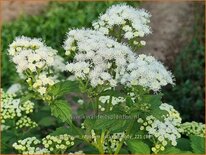 Eupatorium rugosum &#39;Lucky Melody&#39;