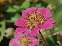 Fragaria &#39;Frel&#39; (&#39;Pink Panda&#39;)