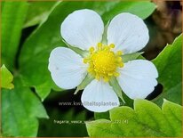 Fragaria vesca &#39;Yellow Wonder&#39;