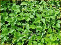 Fragaria vesca &#39;Yellow Wonder&#39;