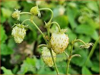 Fragaria vesca &#39;Yellow Wonder&#39;