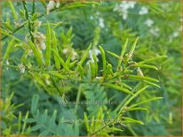 Galega officinalis &#39;Alba&#39;