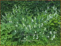 Galega officinalis &#39;Alba&#39;