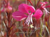 Gaura lindheimeri &#39;Gaudi Red&#39;