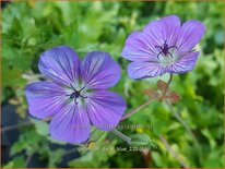 Geranium &#39;Daily Blue&#39;