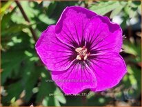 Geranium &#39;Dark Eyes&#39;