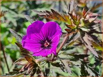 Geranium &#39;Dark Eyes&#39;