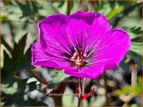 Geranium &#39;Dark Eyes&#39;