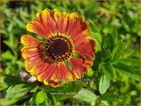 Helenium &#39;Bandera&#39;