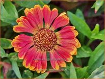 Helenium &#39;Bandera&#39;