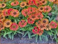 Helenium &#39;Bandera&#39;