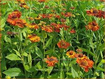 Helenium &#39;Mien Ruys&#39;