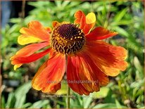 Helenium &#39;Sahins Early Flowerer&#39;