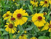 Helenium &#39;Wesergold&#39;