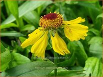 Helenium &#39;Wesergold&#39;