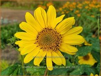 Helianthus decapetalus &#39;Suncatcher Pure Gold&#39;