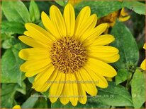 Helianthus decapetalus &#39;Suncatcher Pure Gold&#39;