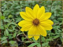 Helianthus microcephalus