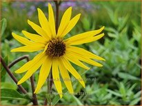 Helianthus mollis