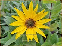 Helianthus mollis