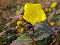 Hypericum moserianum &#39;Tricolor&#39;