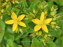 Hypericum tetrapterum