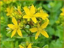 Hypericum tetrapterum