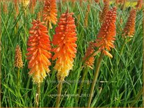 Kniphofia &#39;Backdraft&#39;