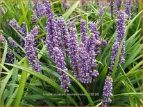 Liriope muscari &#39;Moneymaker&#39;