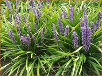 Liriope muscari &#39;Moneymaker&#39;