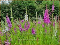 Lythrum salicaria &#39;Happy Lights&#39;