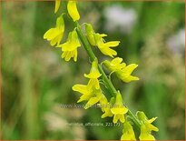 Melilotus officinalis