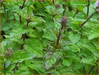 Mentha &#39;Aalbes&#39;